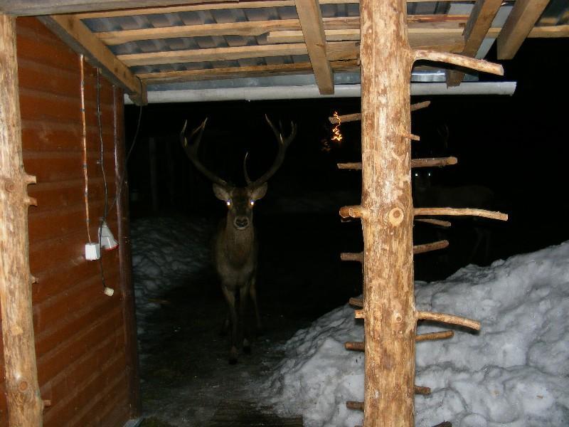 Apartament Olsik Białowieża Zewnętrze zdjęcie